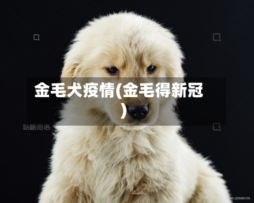 金毛犬疫情(金毛得新冠)