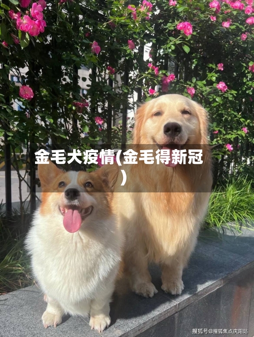 金毛犬疫情(金毛得新冠)-第3张图片