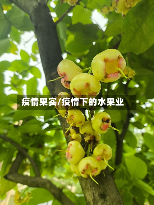 疫情果实/疫情下的水果业