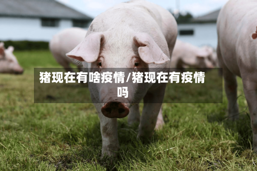 猪现在有啥疫情/猪现在有疫情吗