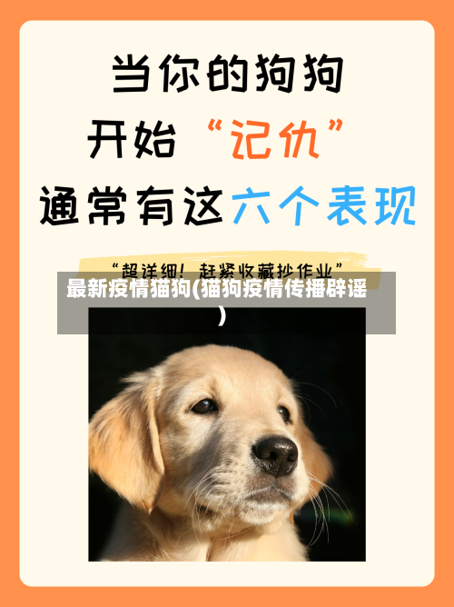 最新疫情猫狗(猫狗疫情传播辟谣)