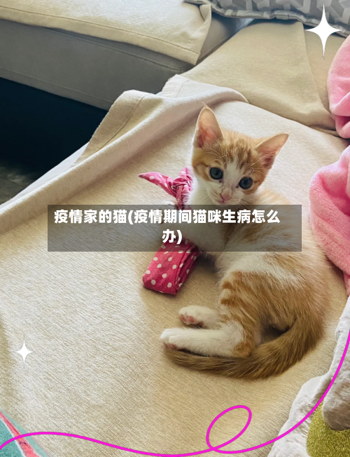 疫情家的猫(疫情期间猫咪生病怎么办)-第3张图片