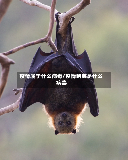 疫情属于什么病毒/疫情到底是什么病毒-第2张图片