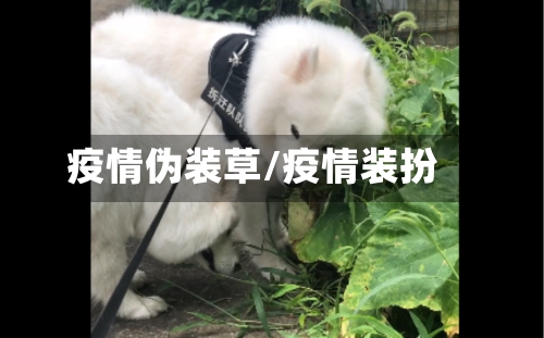 疫情伪装草/疫情装扮