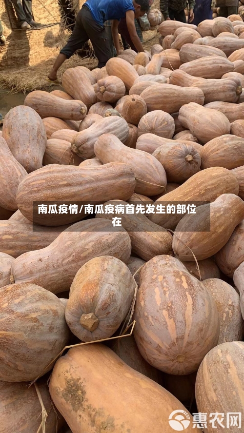 南瓜疫情/南瓜疫病首先发生的部位在