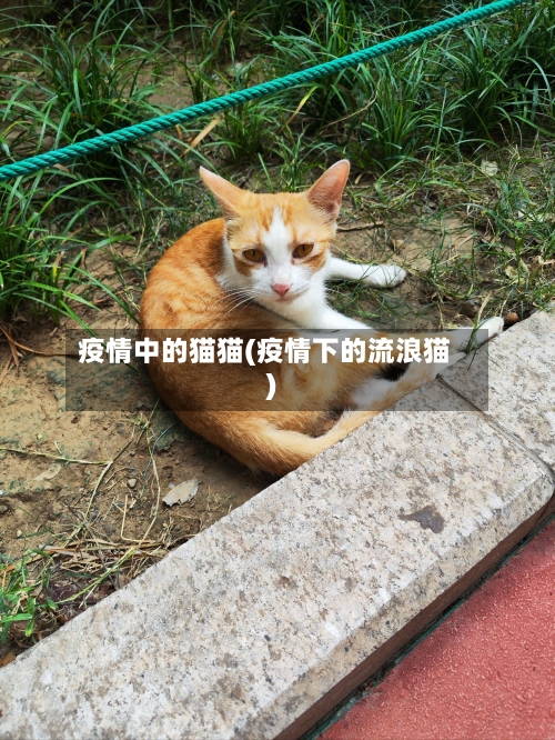 疫情中的猫猫(疫情下的流浪猫)