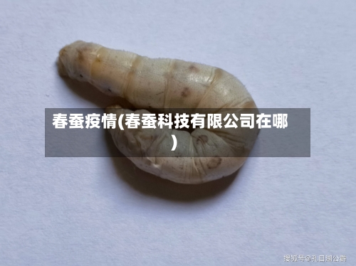 春蚕疫情(春蚕科技有限公司在哪)