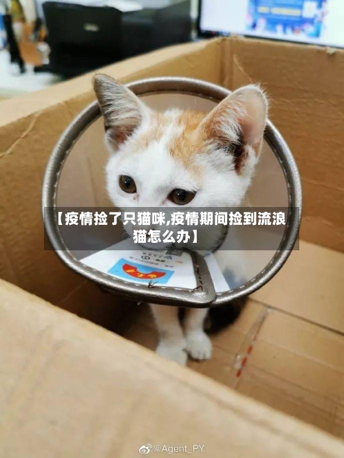 【疫情捡了只猫咪,疫情期间捡到流浪猫怎么办】-第3张图片