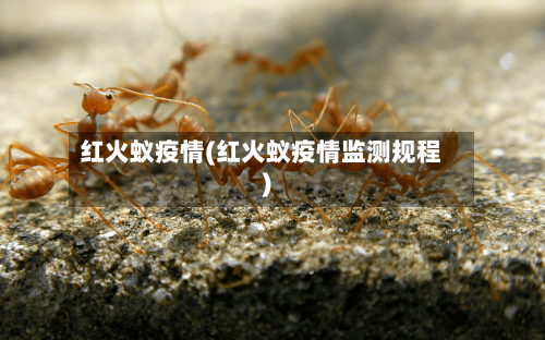 红火蚁疫情(红火蚁疫情监测规程)