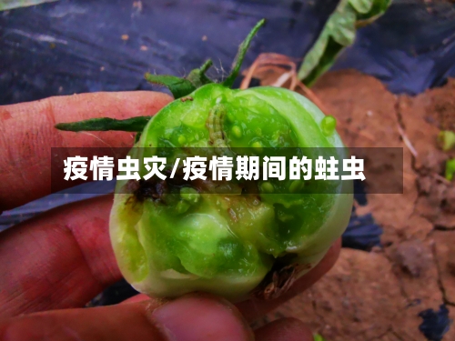 疫情虫灾/疫情期间的蛀虫-第3张图片