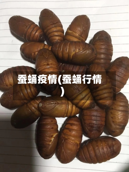 蚕蛹疫情(蚕蛹行情)