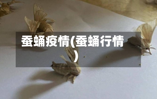 蚕蛹疫情(蚕蛹行情)-第2张图片