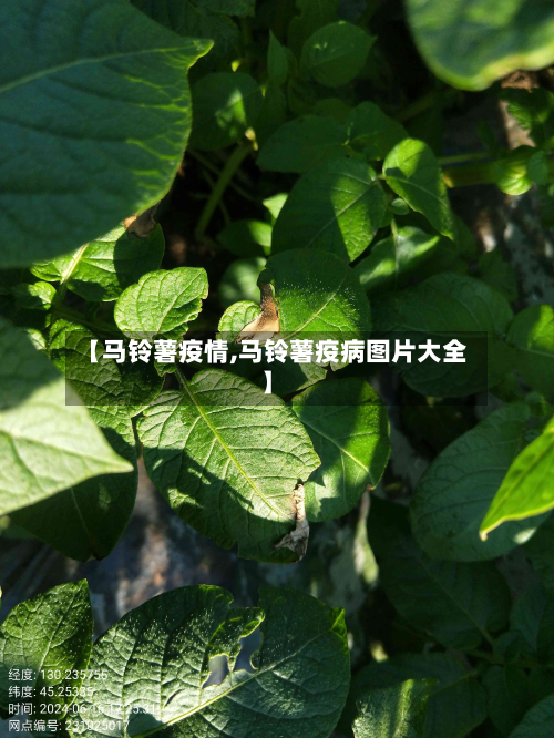 【马铃薯疫情,马铃薯疫病图片大全】-第3张图片